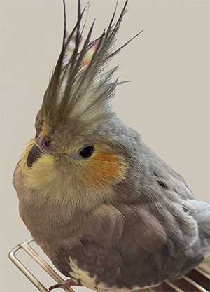 インコのイメージ