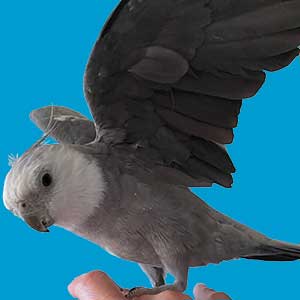 インコのイメージ