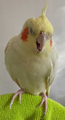 インコのイメージ