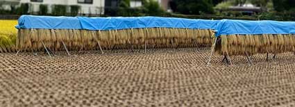 はぜかけのイメージ